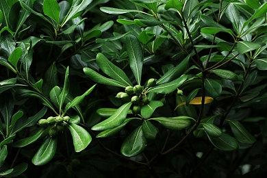 《生化危机4：重制版》更恐怖 艾达王出场时间更多